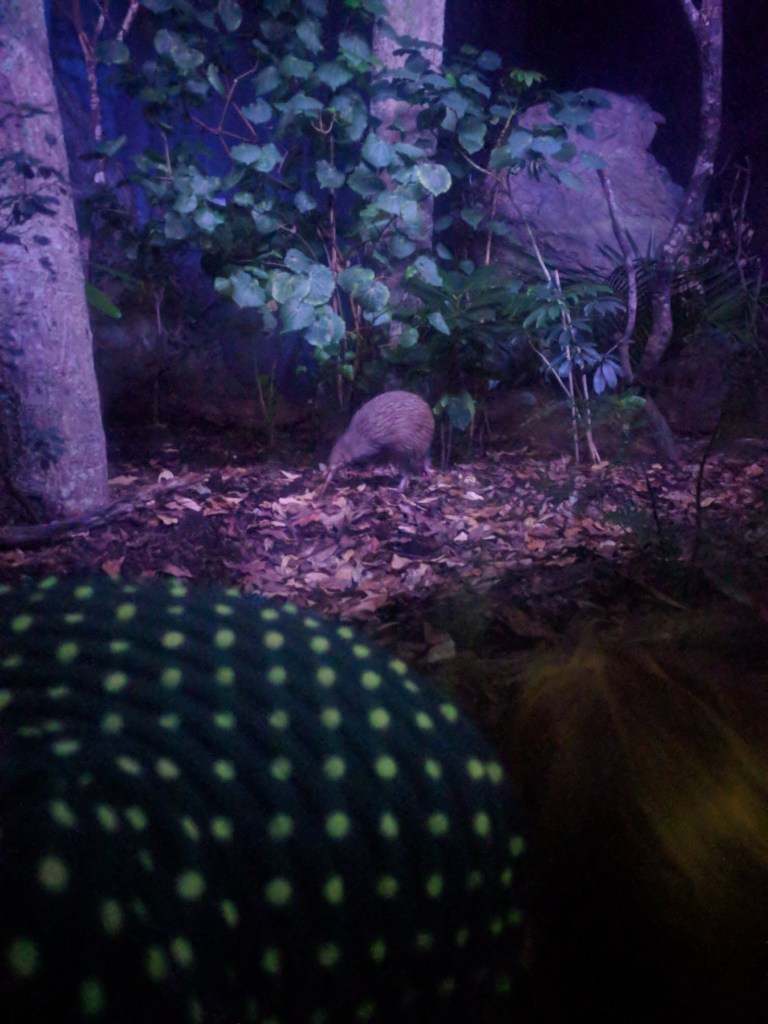 2 Auckland Zoo kiwi