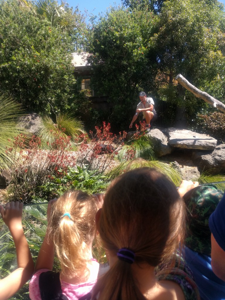 2 Auckland Zoo tasmanian devil