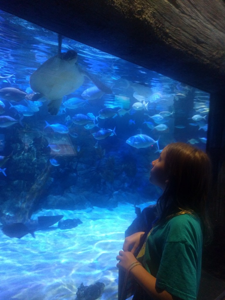 A Auckland Audrey Turtle