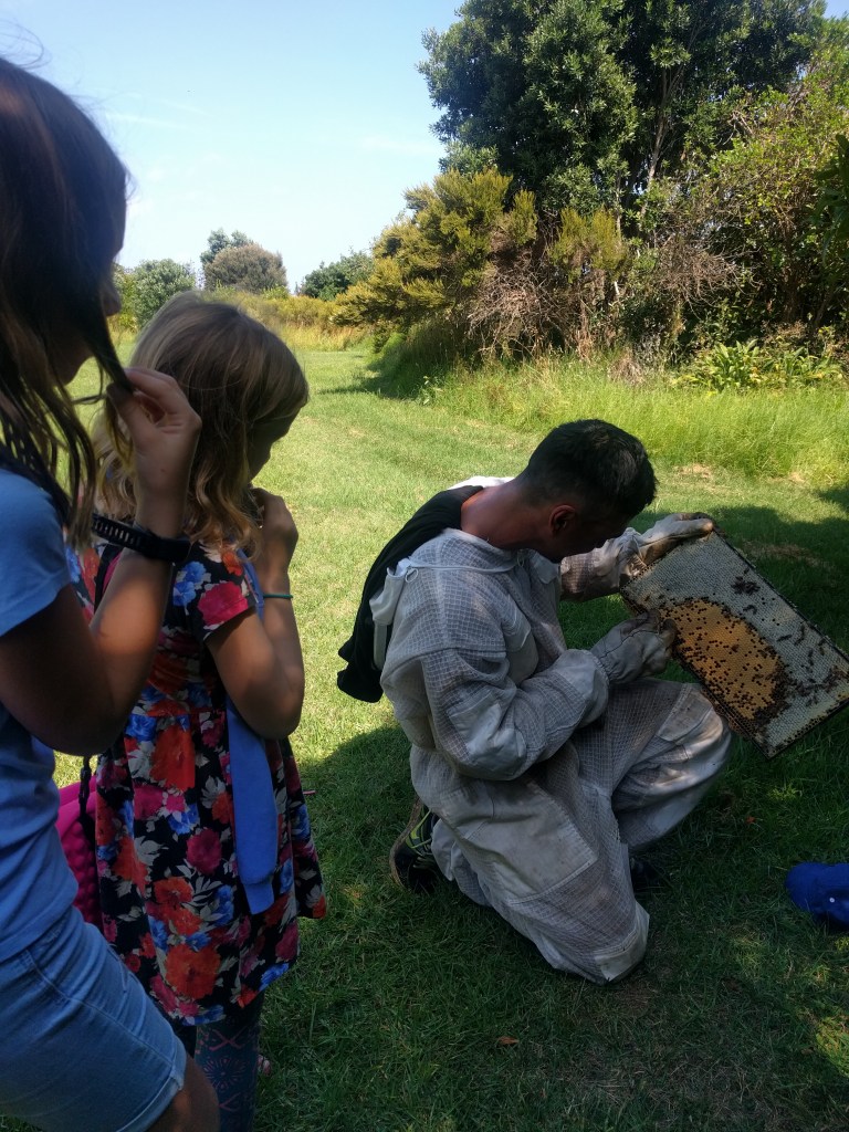 A Auckland bees