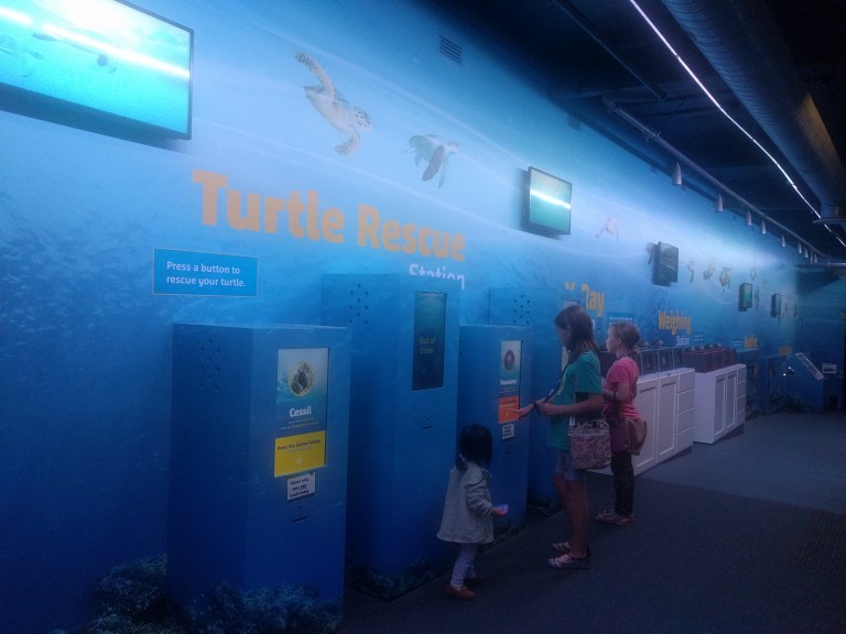 A Auckland Turtle Rehab