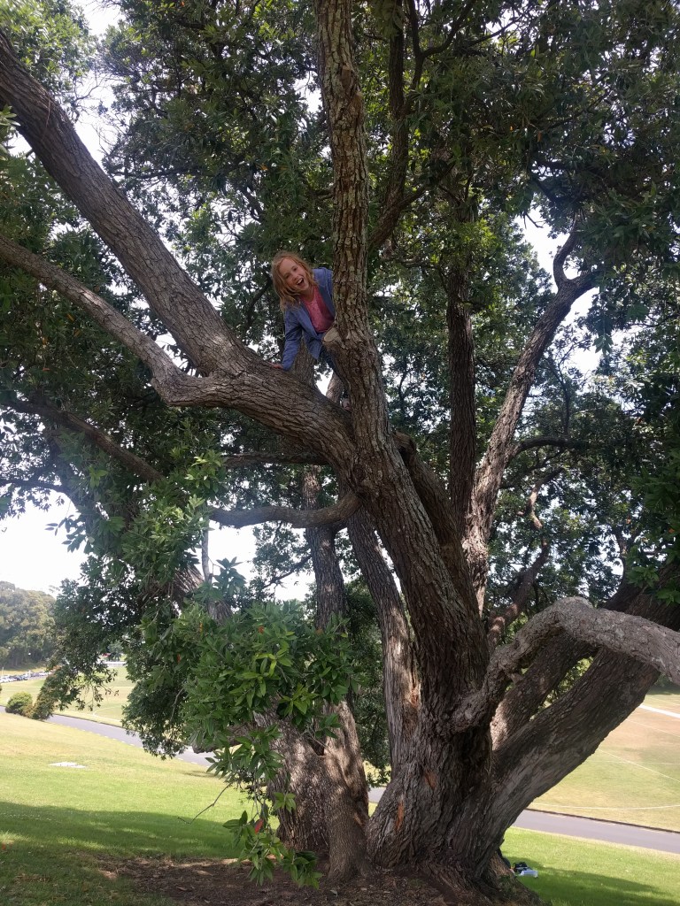 Auckland Tree Climbing