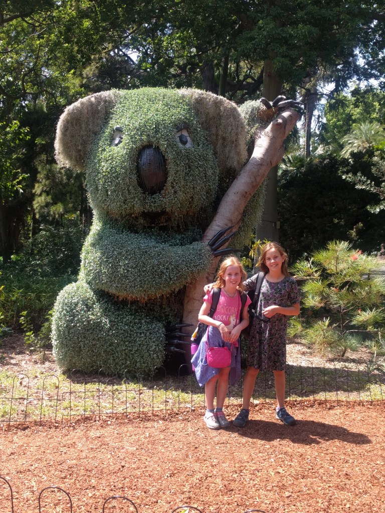 S1 koala shrub