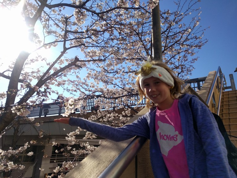 T Mo cherry blossoms