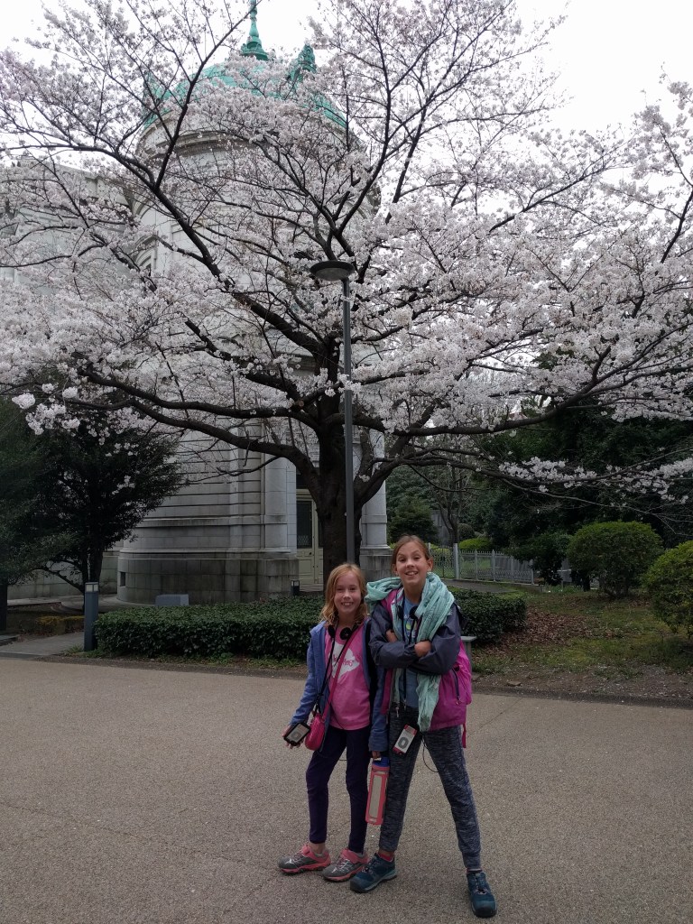 T museum cherry trees
